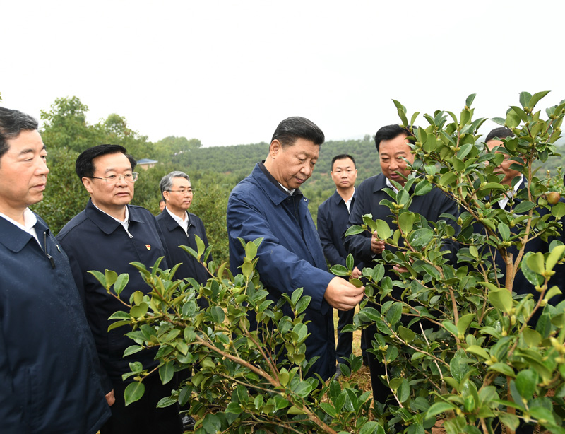 　　9月16日至18日，中共中央總書記、國家主席、中央軍委主席習近平在河南考察。這是17日上午，習近平來到信陽市光山縣槐店鄉司馬光油茶園，實地察看油茶樹種植和掛果情況。新華社記者 謝環馳 攝